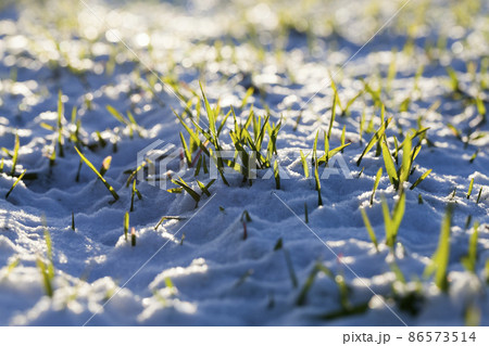 agricultural field where cereal wheat is grown 86573514