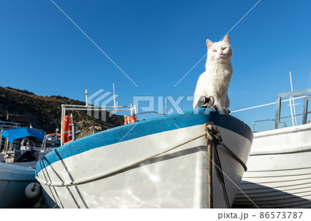 Cute funny white street skipper cat enjoy warm summer sun light sitting on vintage wooden sailing boat at village marina on bright summer day. Funny pet on fishing sailboat vessel. Travel concept Cute funny white street skipper cat enjoy warm summer sun light sitting on vintage wooden sailing boat at village marina on bright summer day. Funny pet on fishing sailboat vessel. Travel concept 86573787