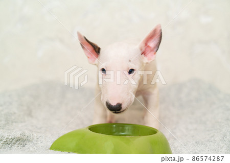 a mini bull terrier puppy eats special food from a green bowl. a mini bull terrier puppy eats special food from a green bowl. 86574287