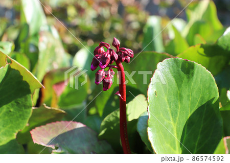 Closeup view of the spike of flowers on a bergenia plant Closeup view of the spike of flowers on a bergenia plant 86574592