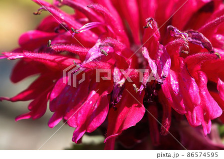 Macro view of the red petals on a beebalm plant Macro view of the red petals on a beebalm plant 86574595