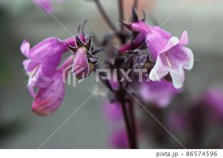 Closeup view of pink trumpet beardtongue flowers Closeup view of pink trumpet beardtongue flowers 86574596