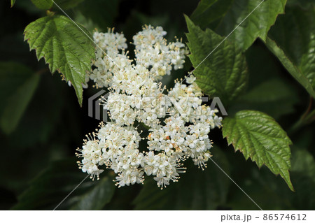 White clusters of flowers on an Autumn Jazz Viburnum 86574612