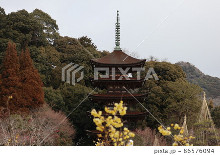 梅薫る山口瑠璃光寺 86576094