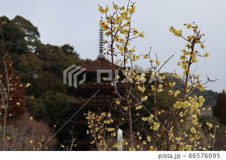 梅薫る山口瑠璃光寺 梅薫る山口瑠璃光寺 86576095