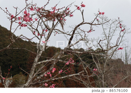 梅薫る山口瑠璃光寺 梅薫る山口瑠璃光寺 86576100