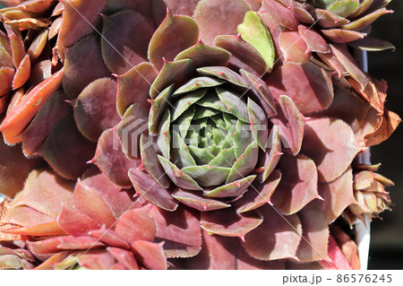 Closeup view of hens and chicks succulent plants Closeup view of hens and chicks succulent plants 86576245