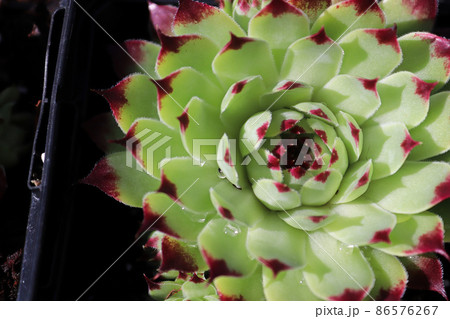 Closeup view of hens and chicks succulent plants 86576267