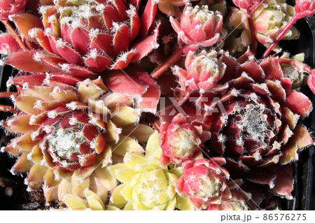 Closeup view of hens and chicks succulent plants Closeup view of hens and chicks succulent plants 86576275