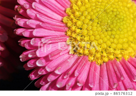 Macro of pink and yellow english daisies 86576312