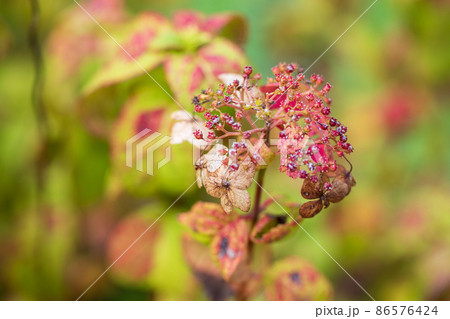 アジサイの花 アジサイの花 86576424