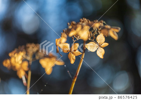 アジサイの花 86576425