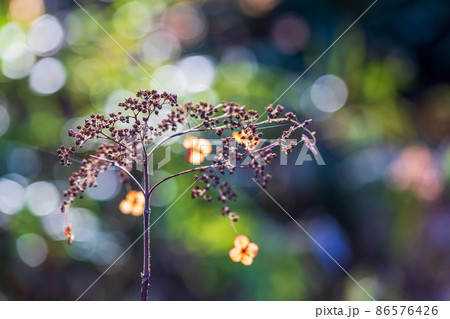 アジサイの花 アジサイの花 86576426