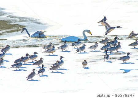 宮城県 伊豆沼 氷上を餌場へ急ぐ渡鳥の群れ 宮城県 伊豆沼 氷上を餌場へ急ぐ渡鳥の群れ 86576847
