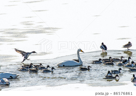 宮城県 伊豆沼 氷上を餌場へ急ぐ渡鳥の群れ 宮城県 伊豆沼 氷上を餌場へ急ぐ渡鳥の群れ 86576861