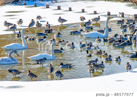 宮城県　伊豆沼　氷上を餌場へ急ぐ渡鳥の群れ 86577077