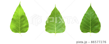 Leaf bodhi leaf Leaf bodhi leaf 86577276