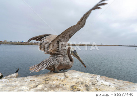 Brown pelican with opened wings on top of a rock in Oceanside, California 86577440