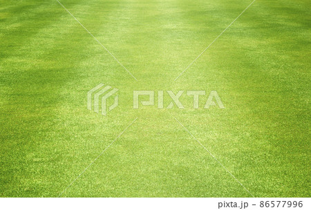 grass background Golf Courses green lawn 86577996