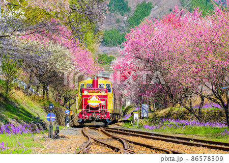 満開の花桃とトロッコ列車3 86578309