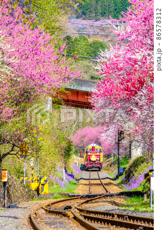 花桃とトロッコ列車（縦） 86578312