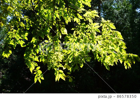長野県秋の塩の道ウオーキング(信州大町の中綱湖周辺) 長野県秋の塩の道ウオーキング(信州大町の中綱湖周辺) 86578350
