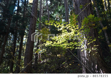 長野県秋の塩の道ウオーキング(信州大町の中綱湖周辺) 長野県秋の塩の道ウオーキング(信州大町の中綱湖周辺) 86578355