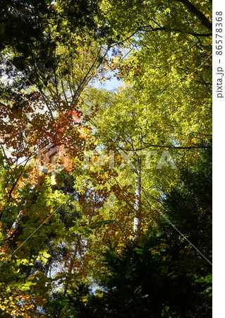 長野県秋の塩の道ウオーキング(信州大町の中綱湖周辺) 長野県秋の塩の道ウオーキング(信州大町の中綱湖周辺) 86578368