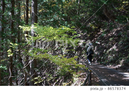 長野県秋の塩の道ウオーキング(信州大町の中綱湖周辺) 長野県秋の塩の道ウオーキング(信州大町の中綱湖周辺) 86578374