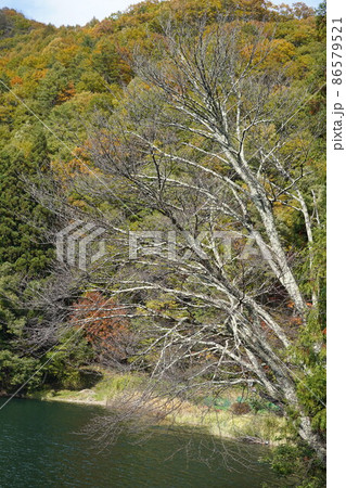 長野県秋の塩の道ウオーキングに行って来ました。素晴らしい湖がありました。（信州大町の中綱湖周辺） 86579521