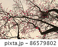 梅 86579802