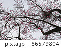 梅 86579804