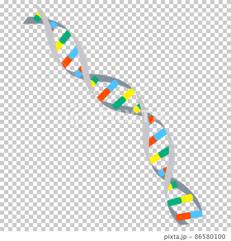 DNA 雙螺旋結構的圖像說明（白色背景、矢量、剪輯） 86580100