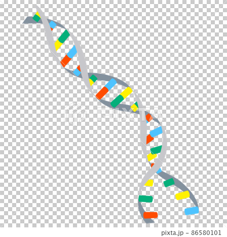 DNA的雙螺旋結構被分離的圖像插圖(白色背景、矢量、剪輯) DNA的雙螺旋結構被分離的圖像插圖(白色背景、矢量、剪輯) 86580101