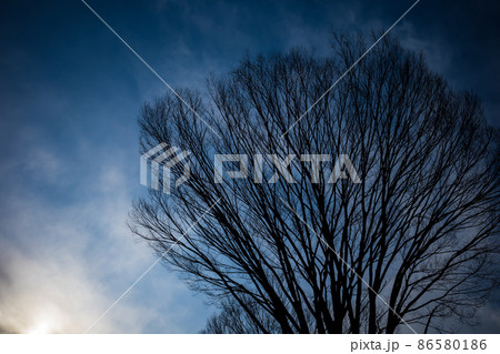 ケヤキの枯れ枝 冬冷えの午後の空　高彩度 86580186