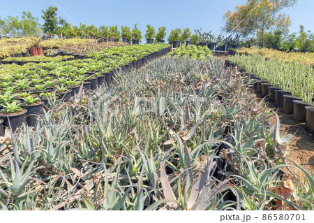 Aloe plants with purple margins on the foliage in the middle of various ornamental plants Aloe plants with purple margins on the foliage in the middle of various ornamental plants 86580701