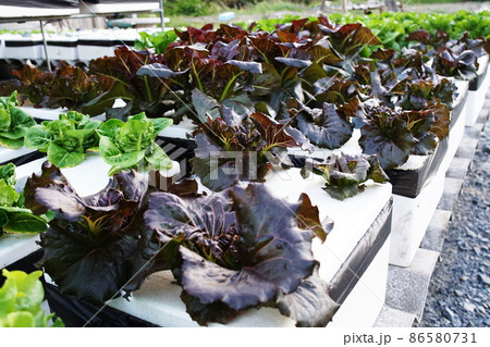 Hydroponic organic vegetables salad garden cultivation at home garden 86580731