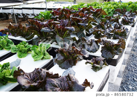 Hydroponic organic vegetables salad garden cultivation at home garden Hydroponic organic vegetables salad garden cultivation at home garden 86580732