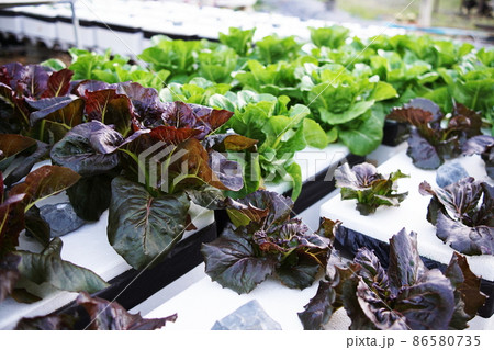 Hydroponic organic vegetables salad garden cultivation at home garden 86580735
