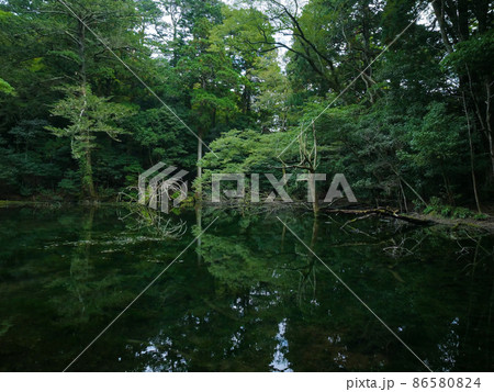 静岡県 東伊豆町 不知沼 86580824