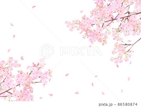 美しく華やかな満開の桜の花と花びら舞い散る春の白バックフレームベクター素材イラスト 86580874