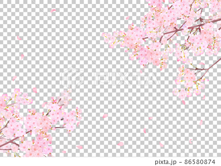 美しく華やかな満開の桜の花と花びら舞い散る春の白バックフレームベクター素材イラスト 86580874
