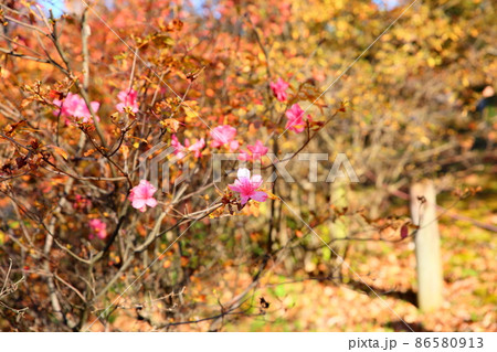 ツツジの花 86580913