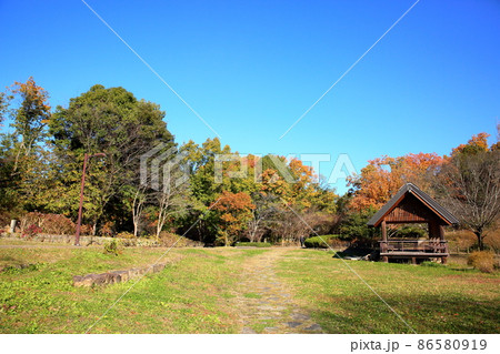 晩秋の公園　色づく木々 86580919