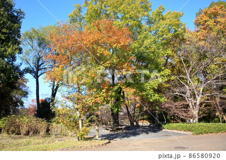 晩秋の公園　色づく木々 86580920