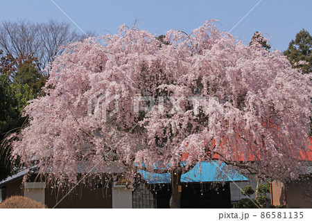 民家の庭先で見つけた満開のしだれ桜 民家の庭先で見つけた満開のしだれ桜 86581135