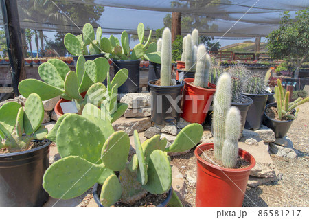 Variety of medium sized cactuses on a pot at the top of pile of concrete pieces Variety of medium sized cactuses on a pot at the top of pile of concrete pieces 86581217