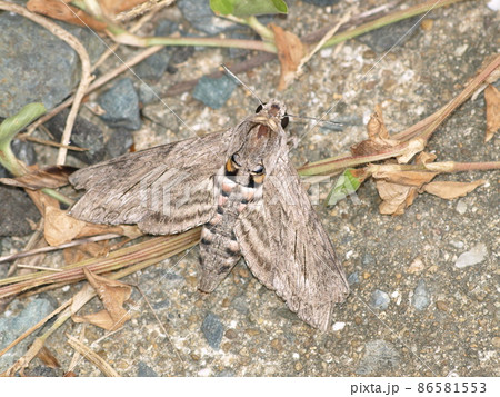 昆虫(チョウ目 エビガラスズメ 福岡県糸島市にて) 昆虫(チョウ目 エビガラスズメ 福岡県糸島市にて) 86581553