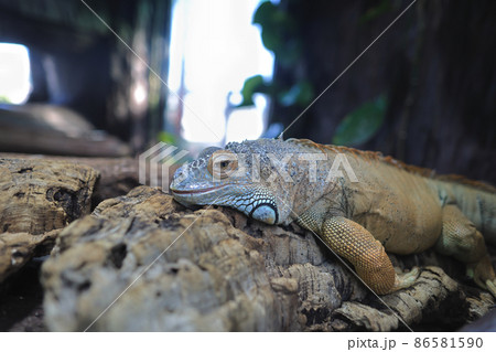 Close up portrait of the Iguana iguana at zoo 18 Nov 2021 Close up portrait of the Iguana iguana at zoo 18 Nov 2021 86581590