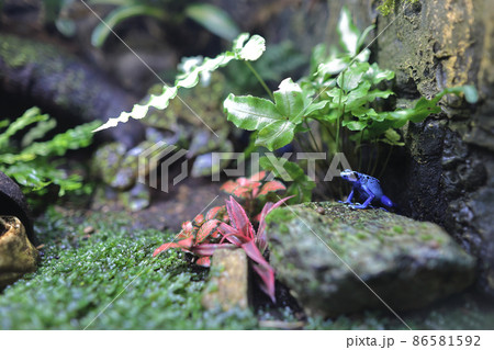 Poison Dart Frog, poison frog and poison arrow frog, 18 Nov 2021 86581592